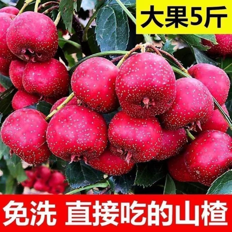 山楂新鲜电商供货一件代发抖店多多24小时揽收发货
