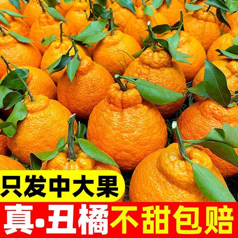 丑橘丑八怪不知火丑橘一件代发电商供货24小时揽