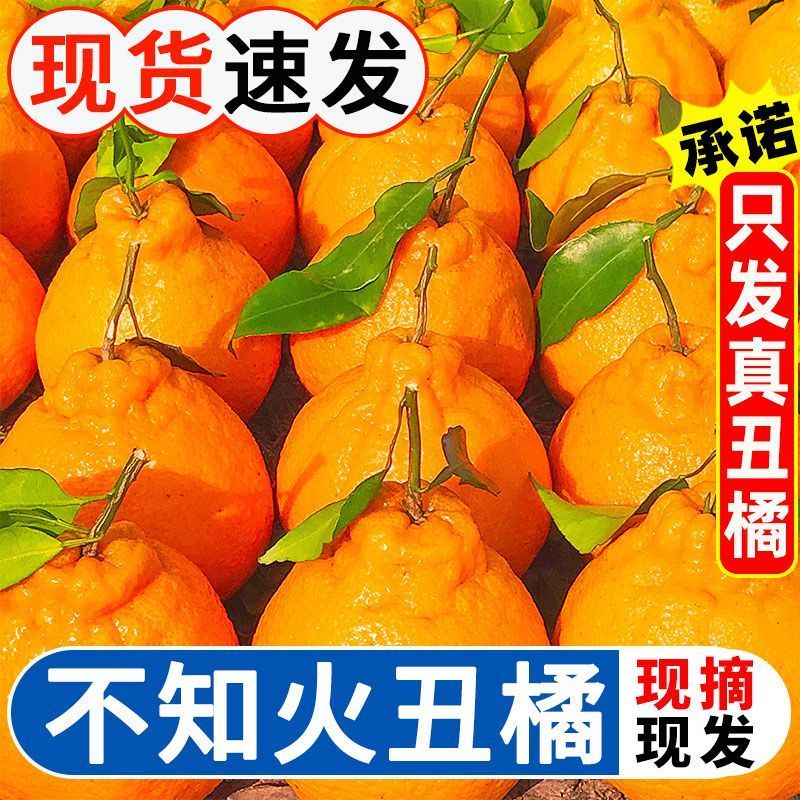 丑橘丑八怪不知火丑橘一件代发电商供货24小时揽