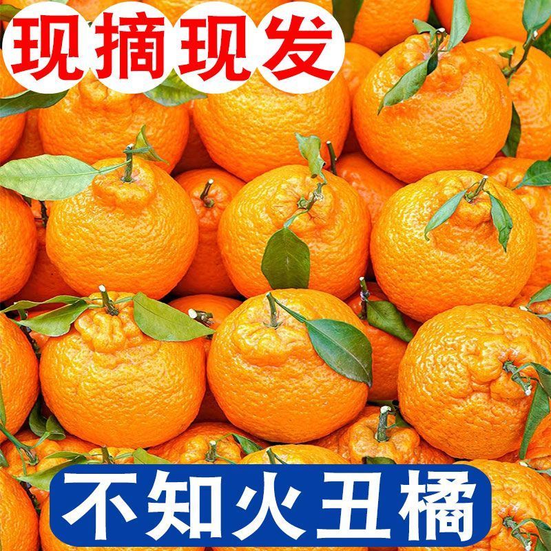丑橘丑八怪不知火丑橘一件代发电商供货24小时揽