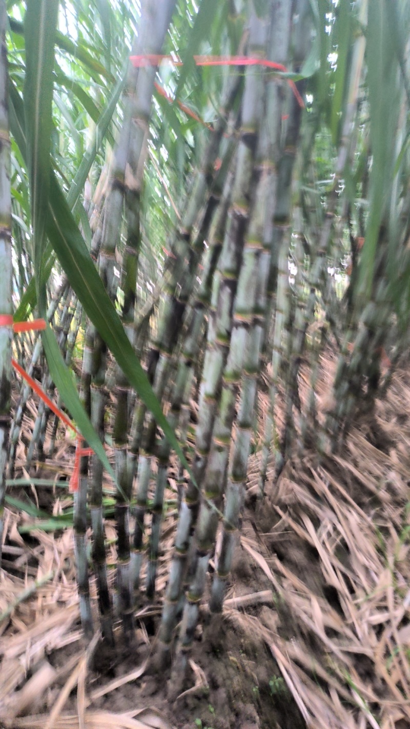 仙桃青皮甘蔗，，，，，，现货秒！