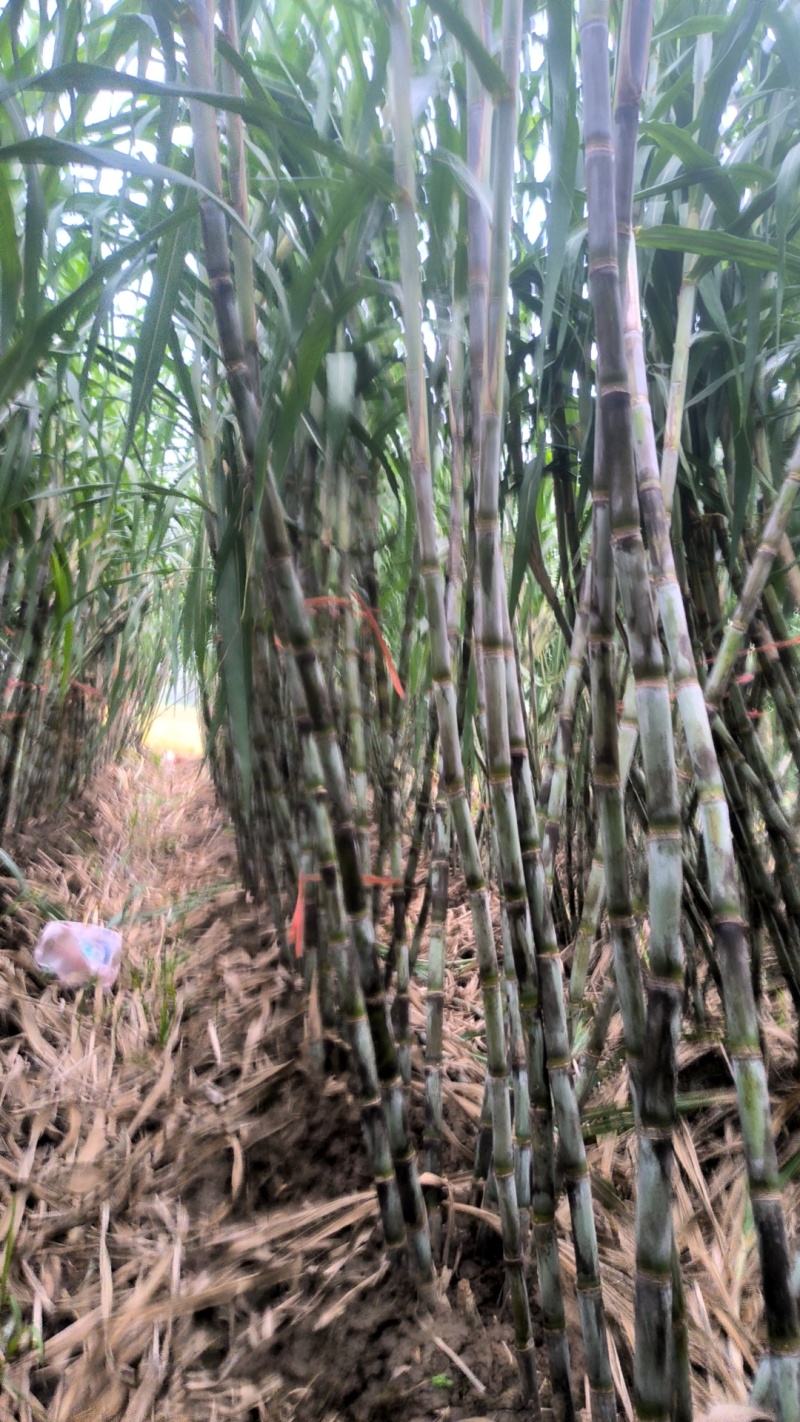 仙桃青皮甘蔗，，，，，，现货秒！