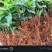 二代驯化金果榄苗易成活可提供种植技术包邮量大从优