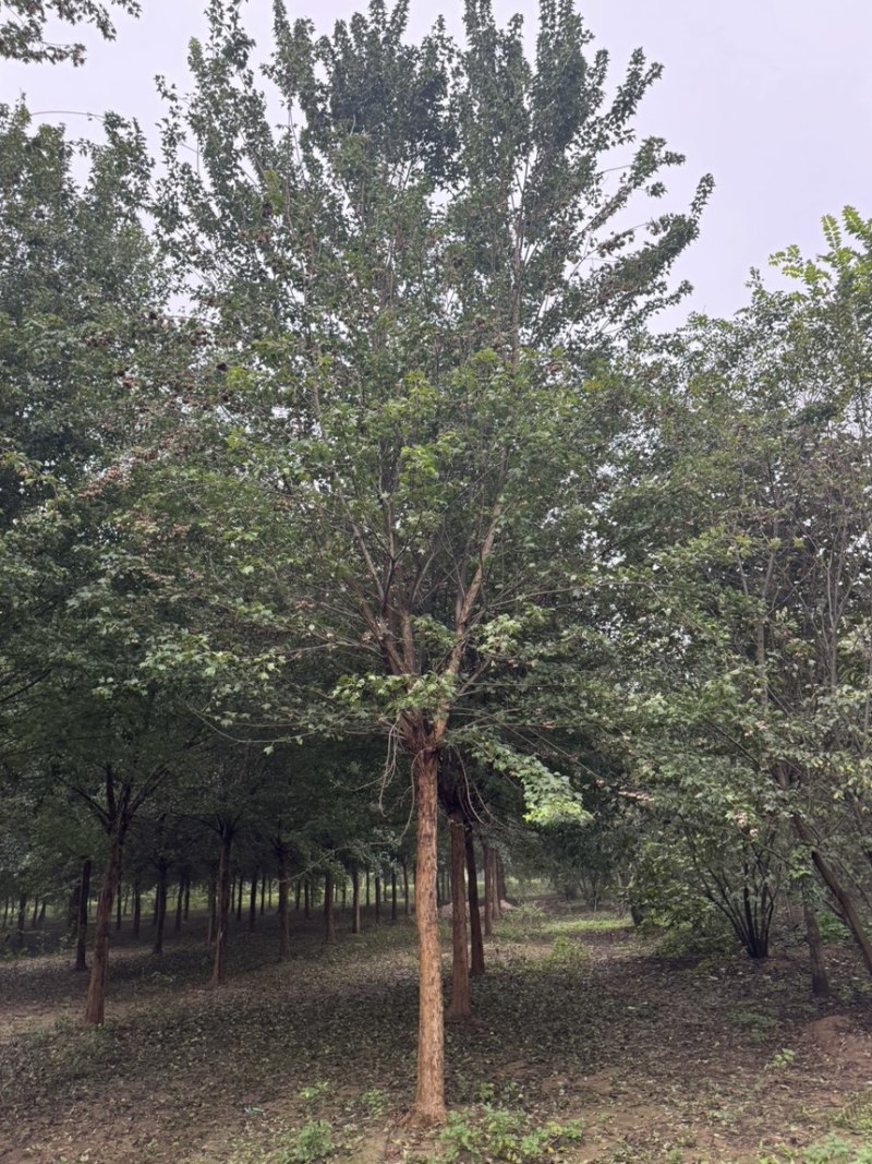 三角枫，精品三角枫，18公分三角枫，20公分三角枫，大量