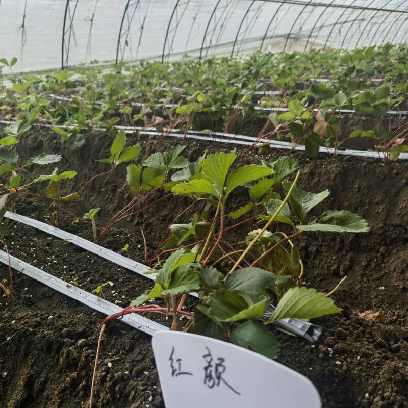 菊苣