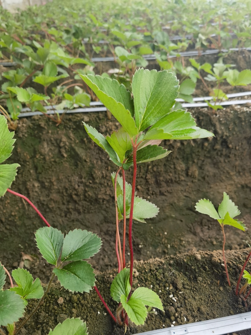 菊苣