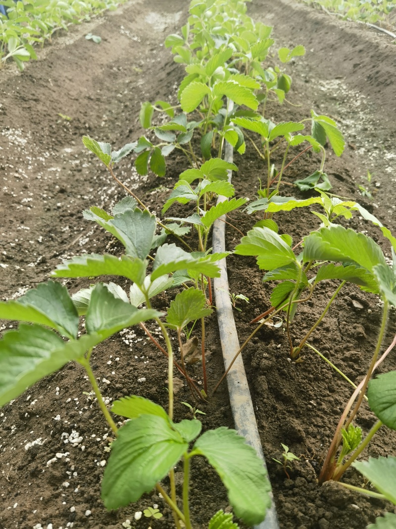 菊苣