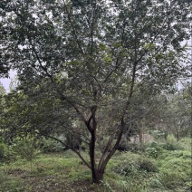 丛生朴树，原生丛生朴树，自然形态，一树成景