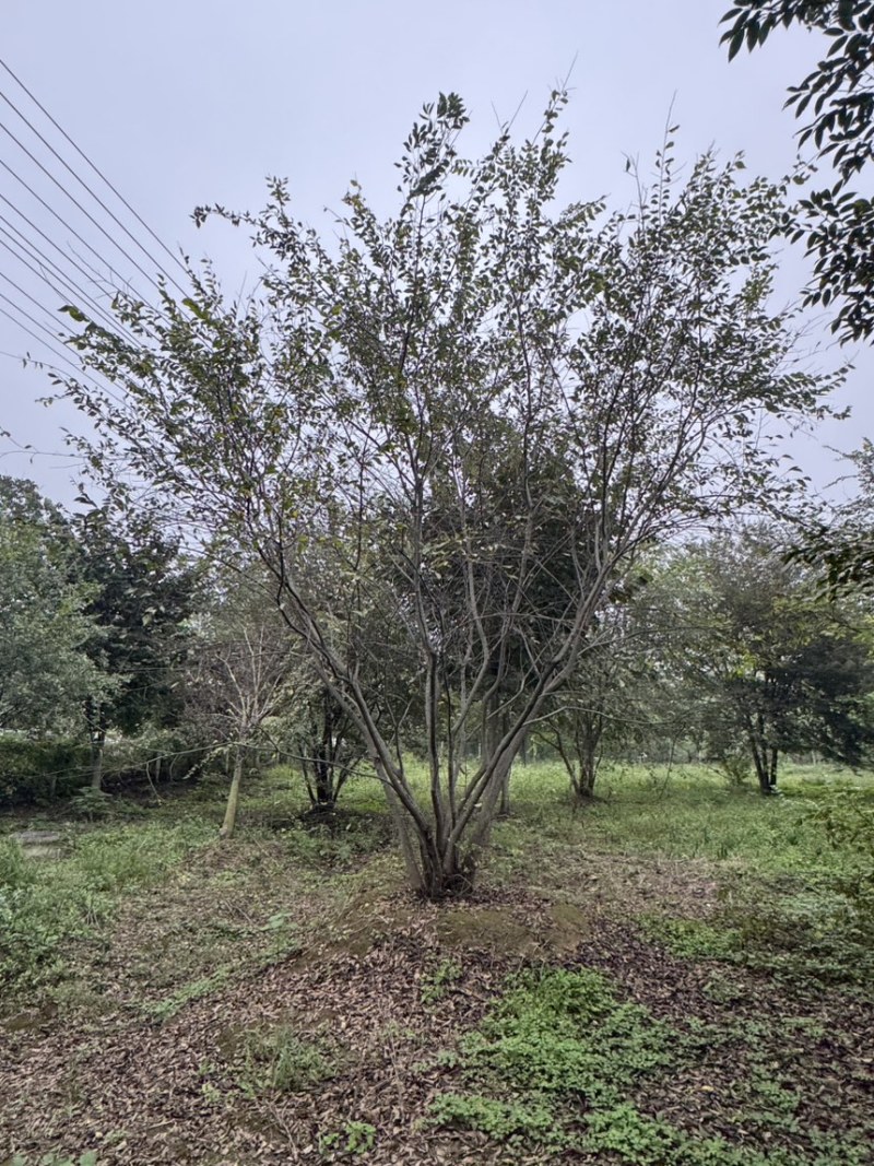 丛生朴树，原生丛生朴树，自然形态，一树成景