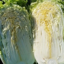 义和秋白菜
