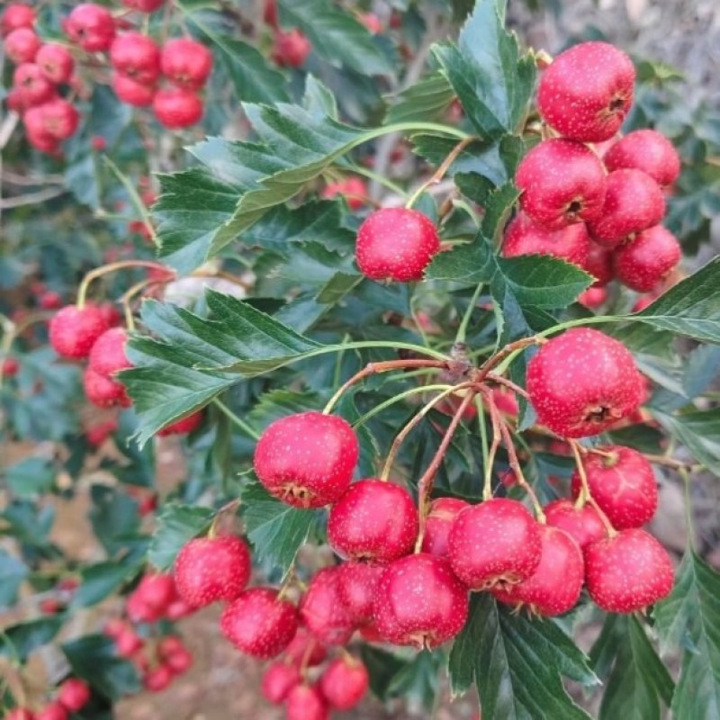 山楂山里红