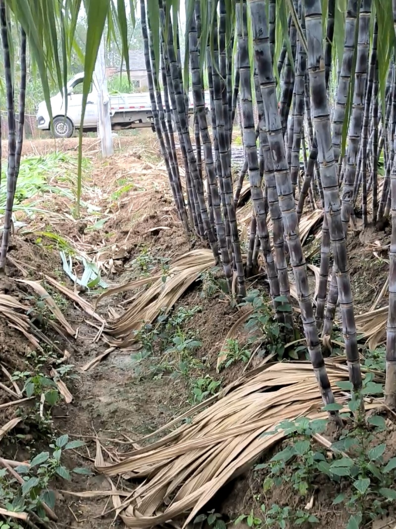 广西黑皮甘蔗，新鲜黑皮新货持续走货中。，，