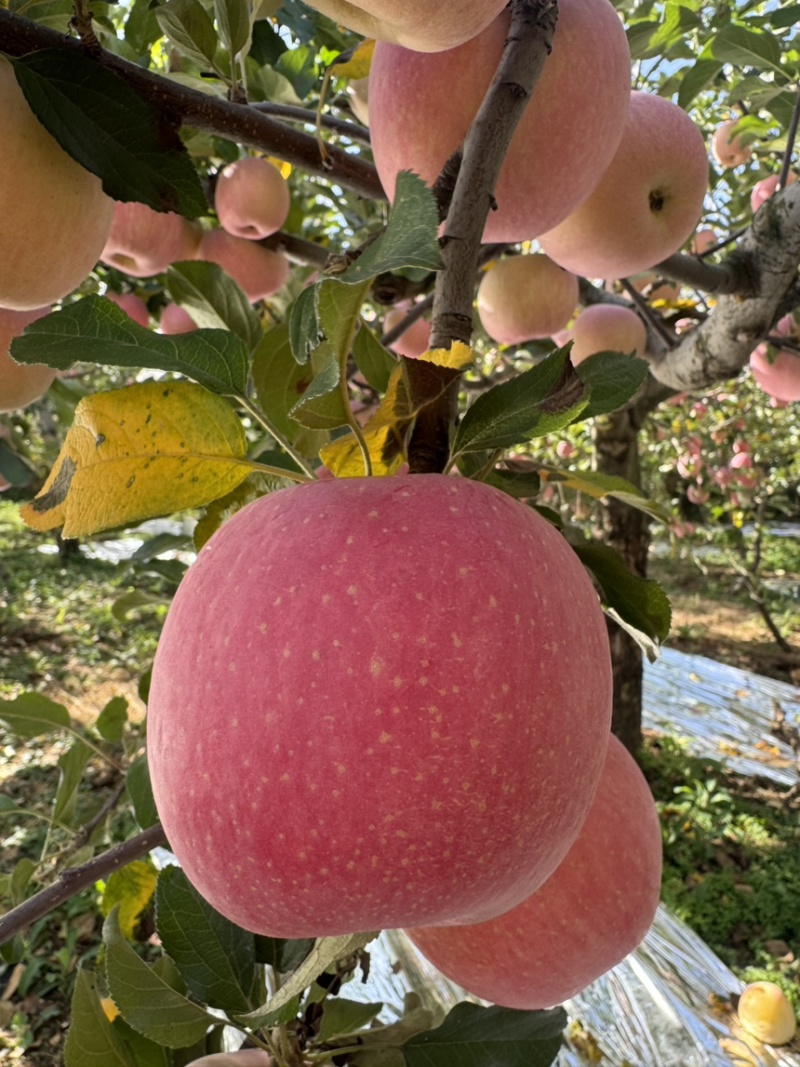 灵宝高山苹果
