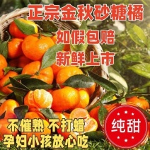 『实力』正宗金秋砂糖橘基地直发对接全国保质保量一条龙
