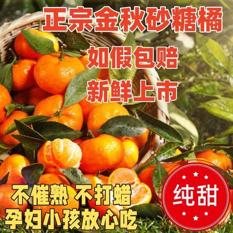 『实力』正宗金秋砂糖橘基地直发对接全国保质保量一条龙