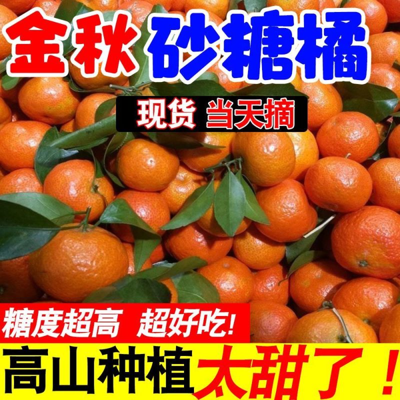 『实力』正宗金秋砂糖橘基地直发对接全国保质保量一条龙