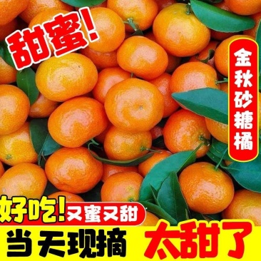 『畅销』正宗金秋砂糖橘量大从优对接全国提供一条龙服务