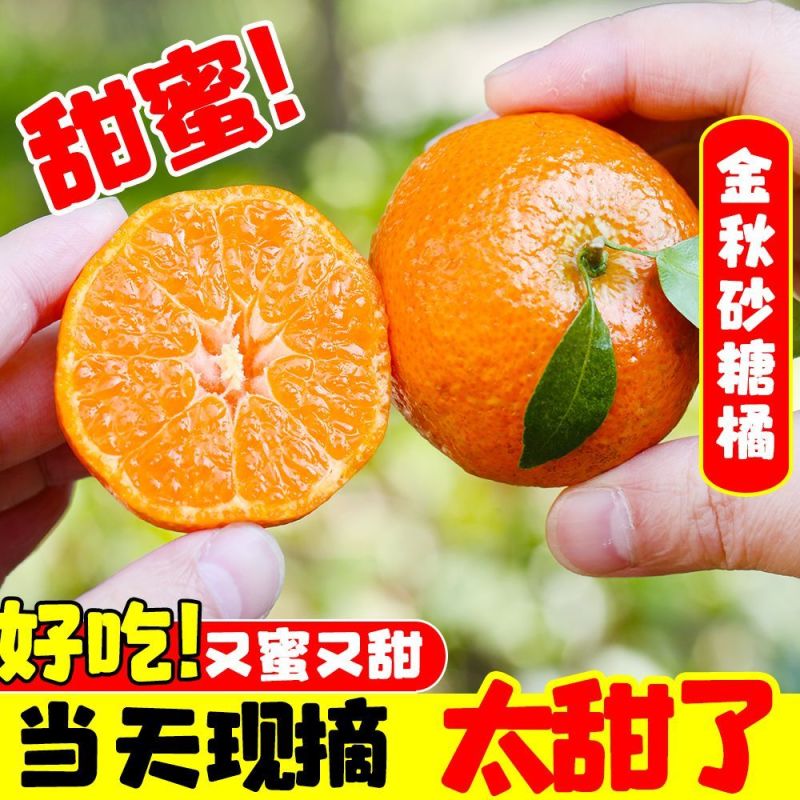 『畅销』正宗金秋砂糖橘量大从优对接全国提供一条龙服务