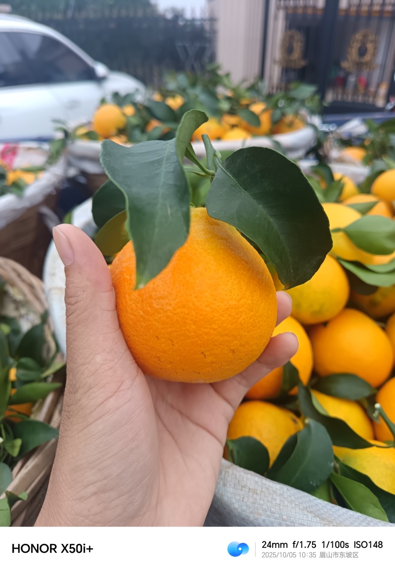 爱媛果冻橙大量上市，价格实惠。
