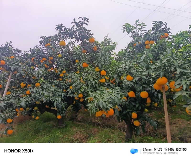 爱媛果冻橙大量上市，价格实惠。
