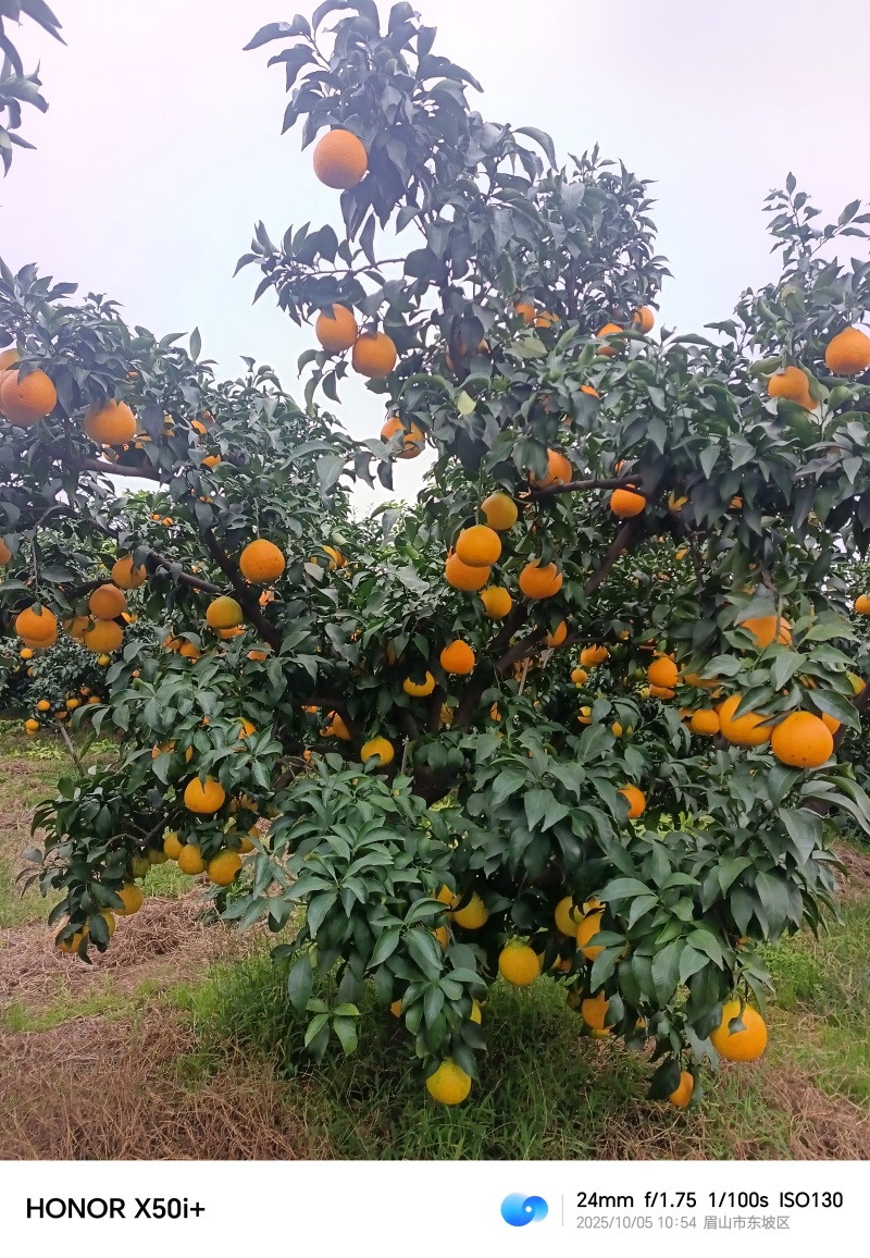 爱媛果冻橙大量上市，价格实惠。