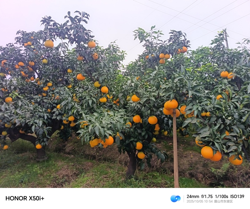 爱媛果冻橙大量上市，价格实惠。
