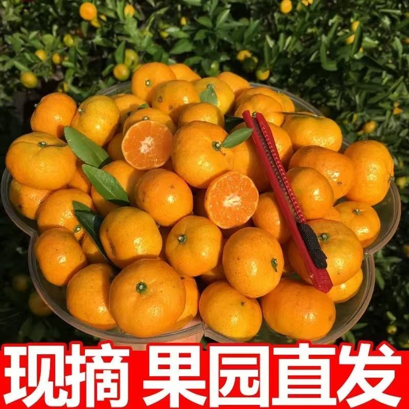 『实力』正宗南丰蜜橘基地直发对接商超团购电商一条龙