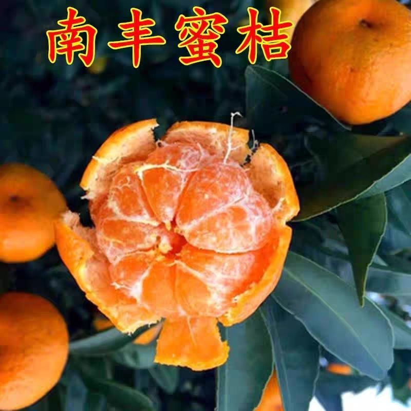 『实力』正宗南丰蜜橘基地直发对接商超团购电商一条龙