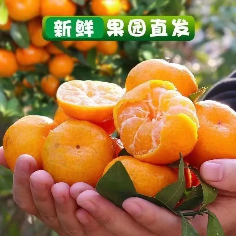 『实力』正宗南丰蜜橘基地直发对接商超团购电商一条龙