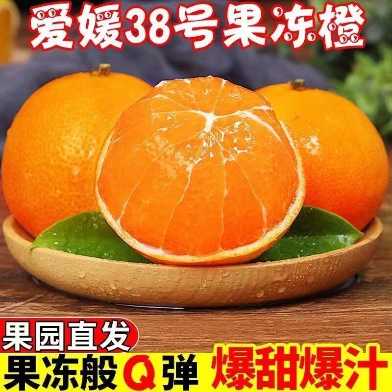 『畅销』正宗爱媛橙基地直发对接全国保质保量现摘现发