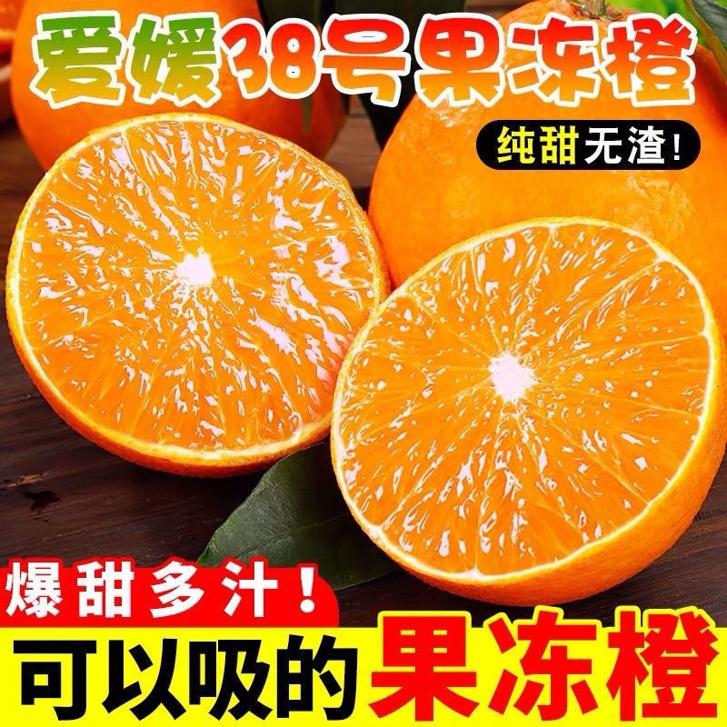 『畅销』正宗爱媛橙基地直发对接全国保质保量现摘现发