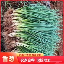火葱小香葱小葱四季小葱产地看货论价支持视频看货