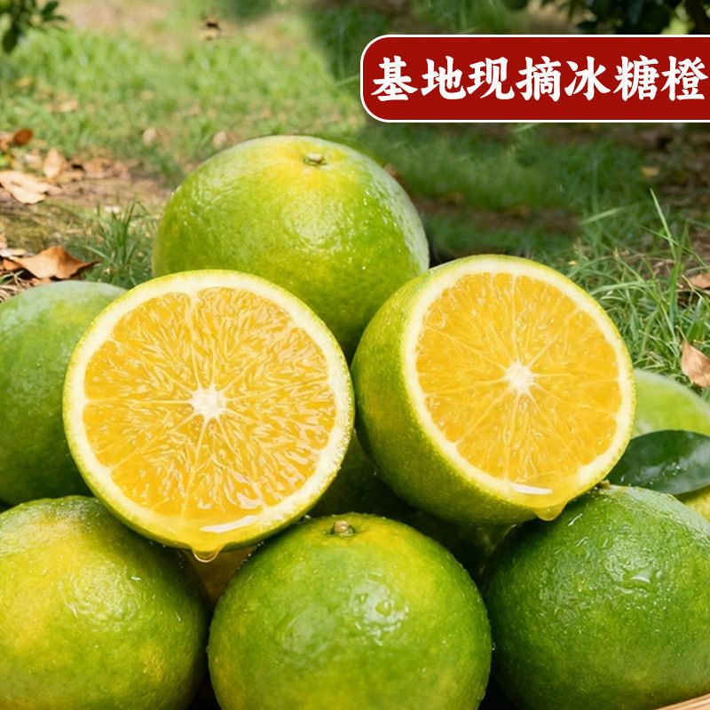 《畅销》正宗冰糖橙对接商超团购电商一条龙服务