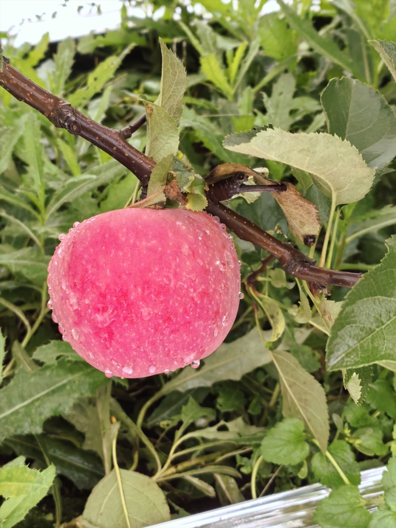 富士苹果