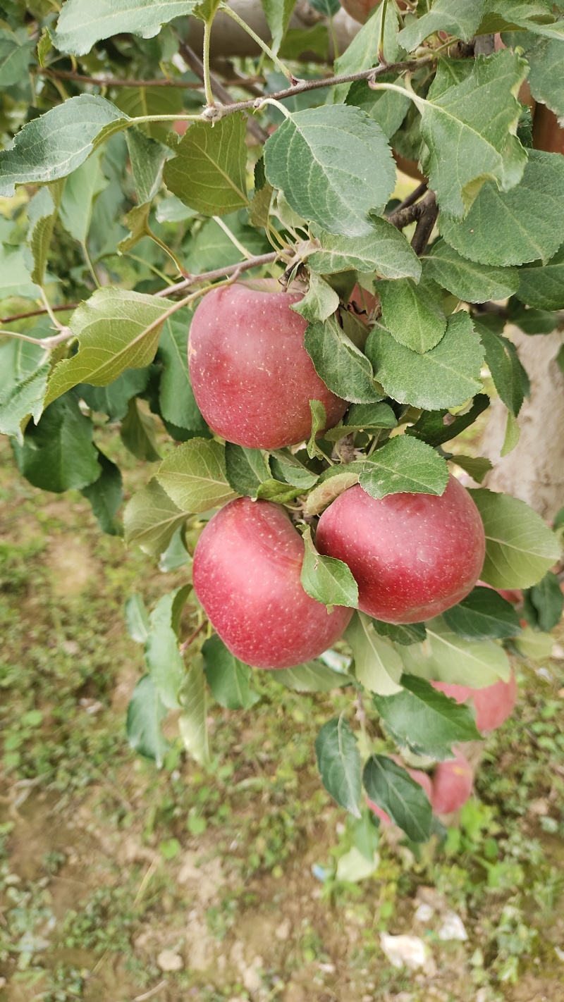 红富士苹果