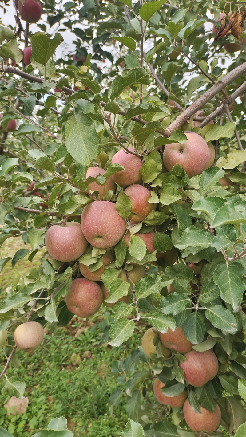 红富士苹果