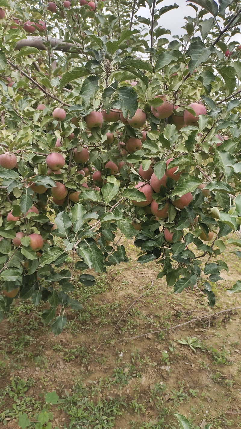 红富士苹果