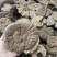 粉灵芝灵芝粉香芝一手货源稳定供应