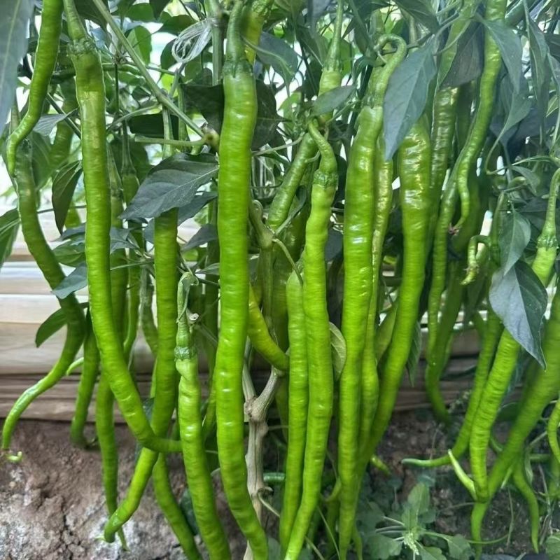 东方长线早熟长果型线椒种子软皮稍皱薄皮肉厚顺直辣味香浓辣