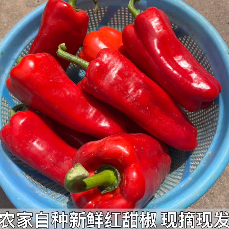 红泡椒泡椒红线椒二荆条产地看货论价支持视频看货