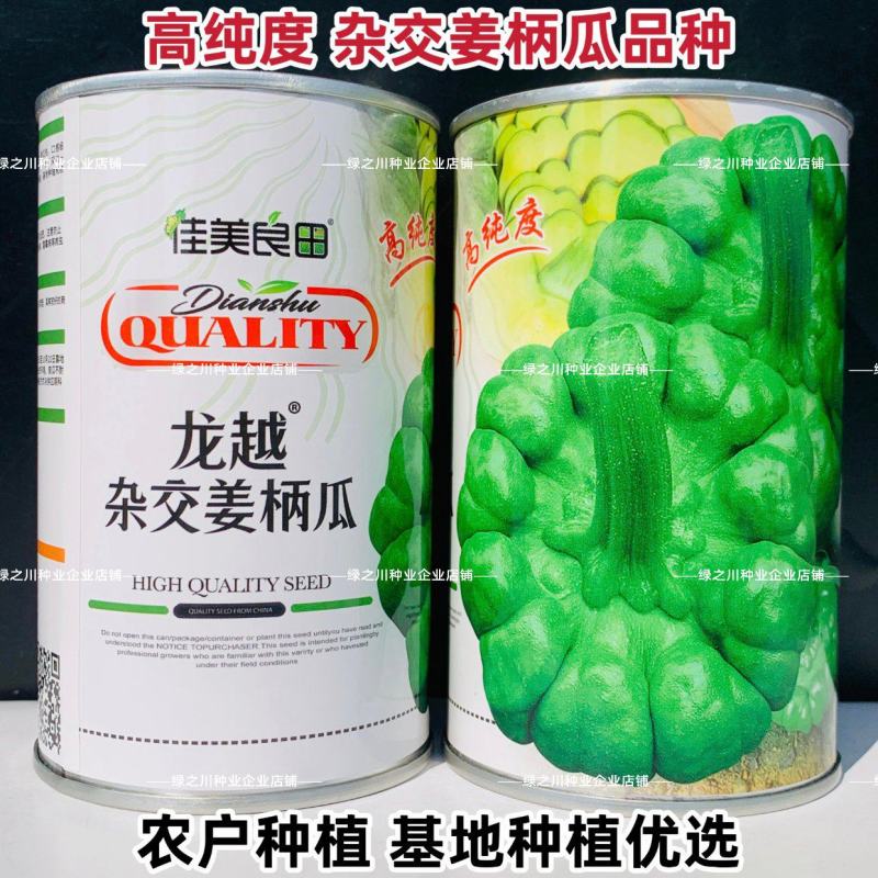 云南特产姜柄瓜种子早熟嫩南瓜柿饼状姜饼南瓜种籽特色品种