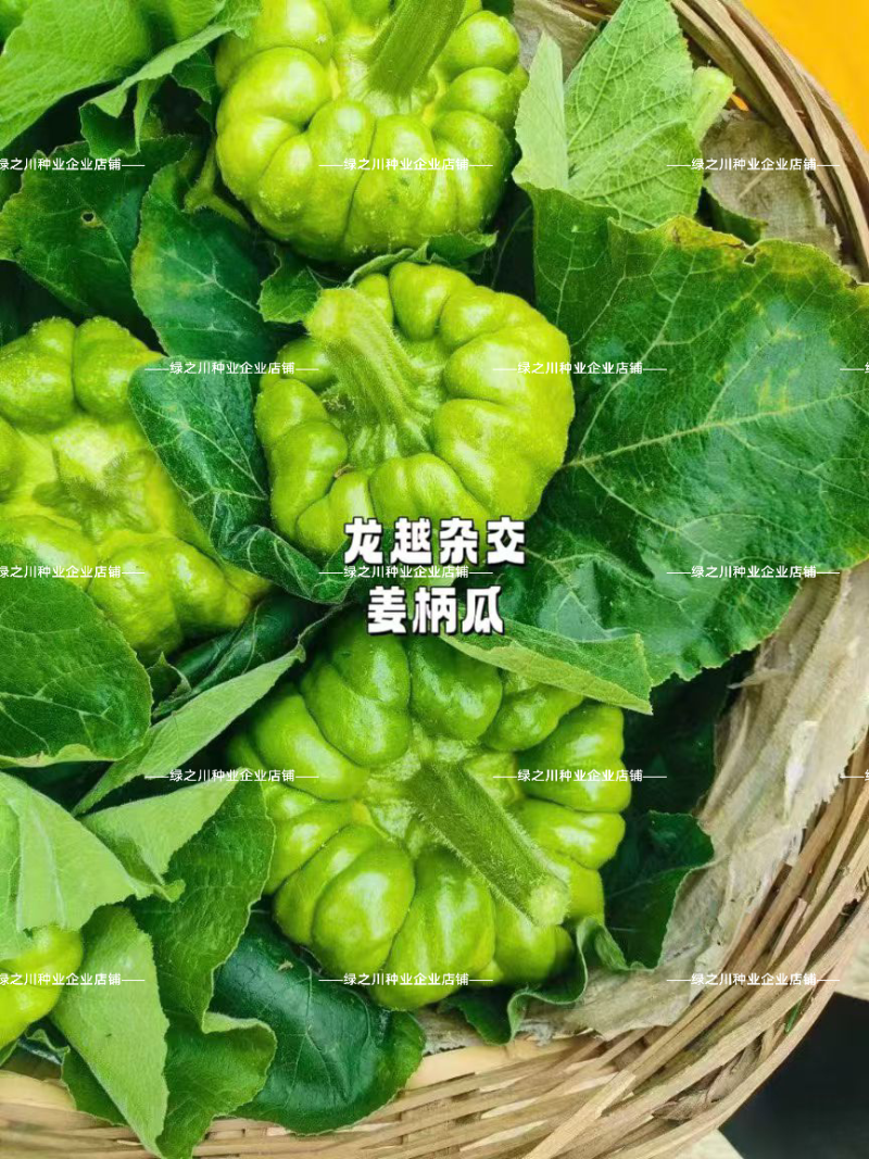 云南特产姜柄瓜种子早熟嫩南瓜柿饼状姜饼南瓜种籽特色品种