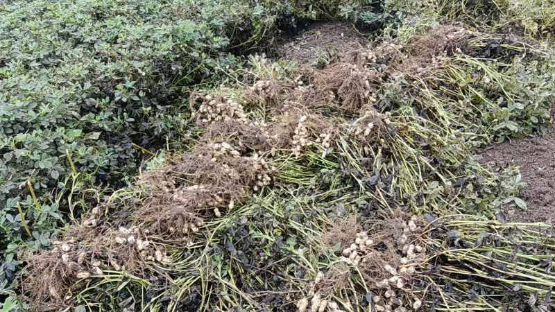河南周口商水鲜花生