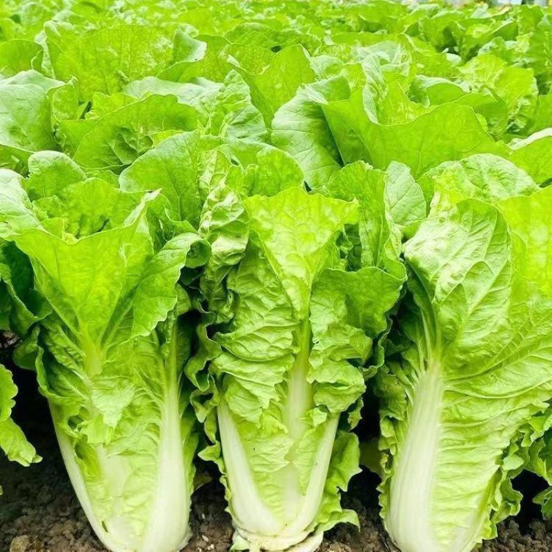 韩脆Z50厚叶火锅菜种子杂交早熟麻叶白菜种子抗病春秋季