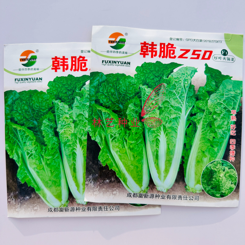 韩脆Z50厚叶火锅菜种子杂交早熟麻叶白菜种子抗病春秋季