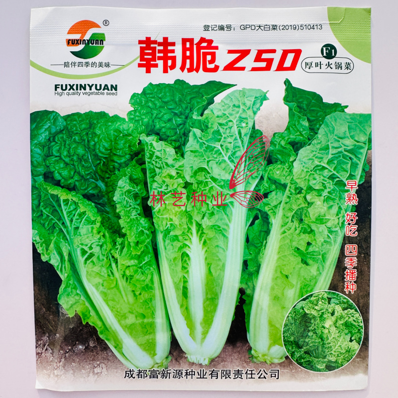 韩脆Z50厚叶火锅菜种子杂交早熟麻叶白菜种子抗病春秋季