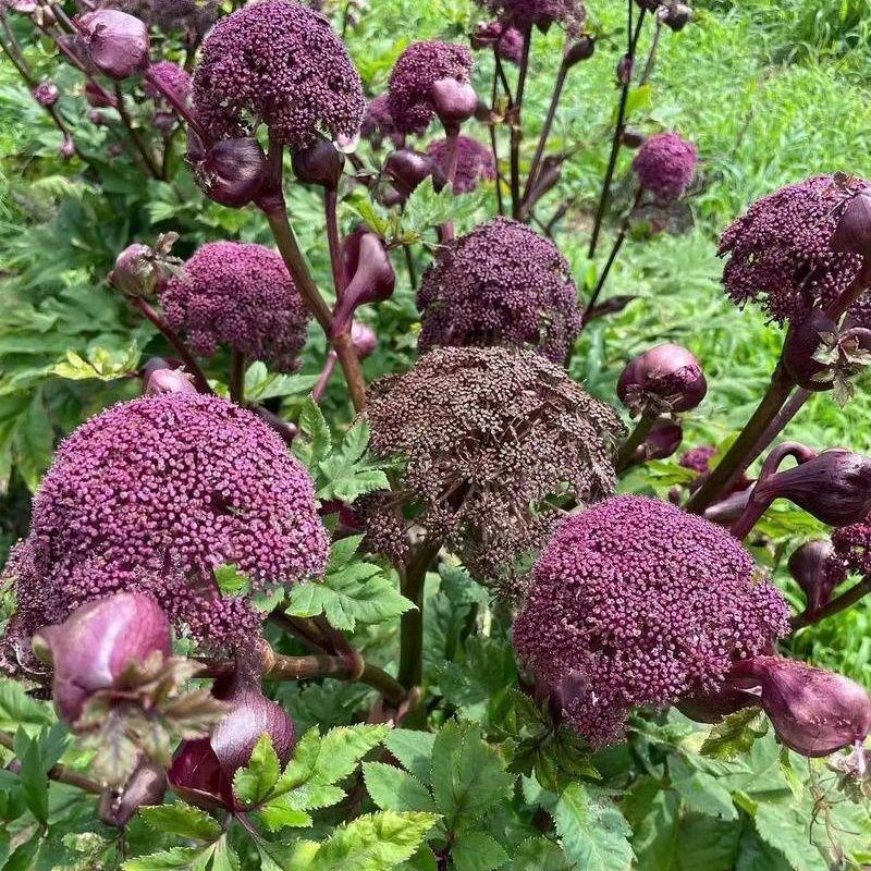 野生紫花前胡种子中草药鸡脚前胡山独活多年生草本植物种