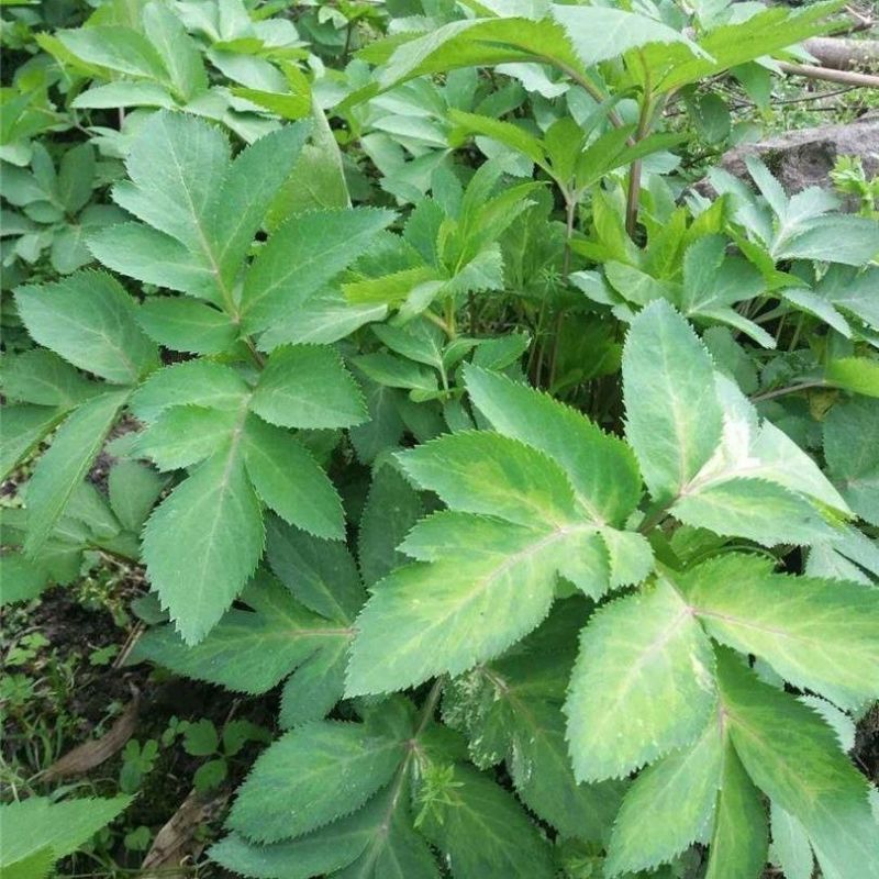 野生紫花前胡种子中草药鸡脚前胡山独活多年生草本植物种