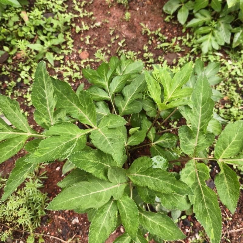 野生紫花前胡种子中草药鸡脚前胡山独活多年生草本植物种