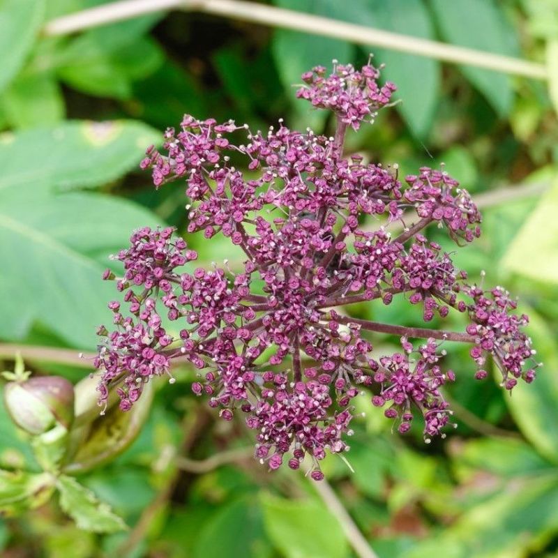 野生紫花前胡种子中草药鸡脚前胡山独活多年生草本植物种